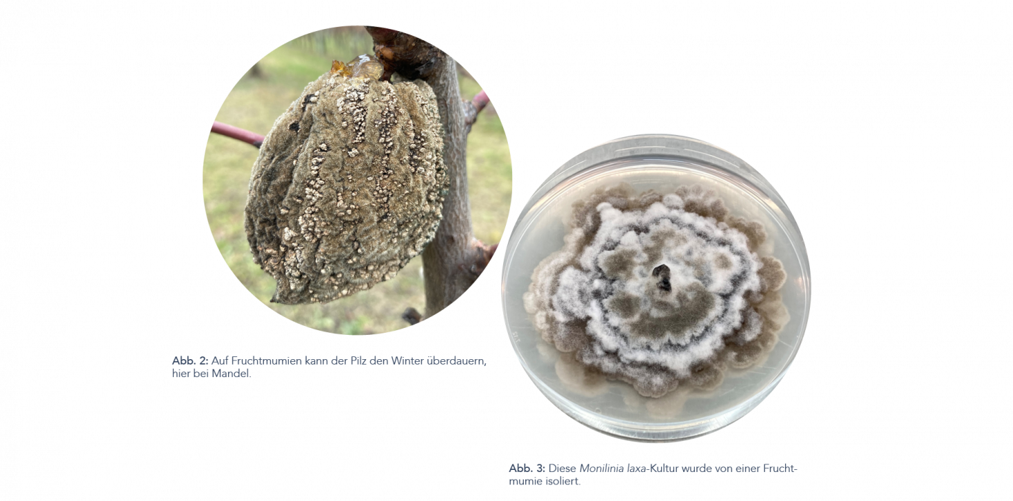 Zum Auftreten von MoniliniaArten im Südtiroler Steinobstanbau